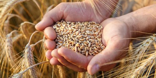 Festa del Grano di Foglianise 2025: arte, fede e tradizioni contadine