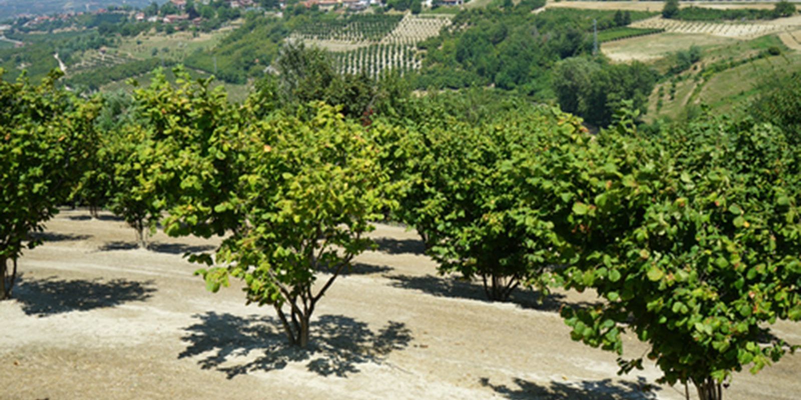 Le nocciole delle Langhe